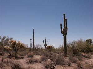 Arizona-Desert6