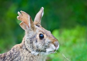 Swamp Rabbit before dissipation spoiled his looks