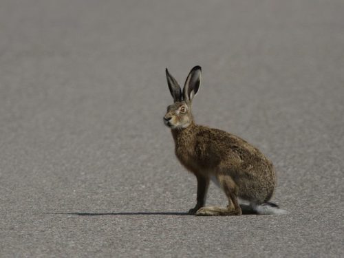 Swamp Rabbit explains Hillary's quandary regarding income inequality